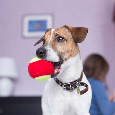 Chewing Ball